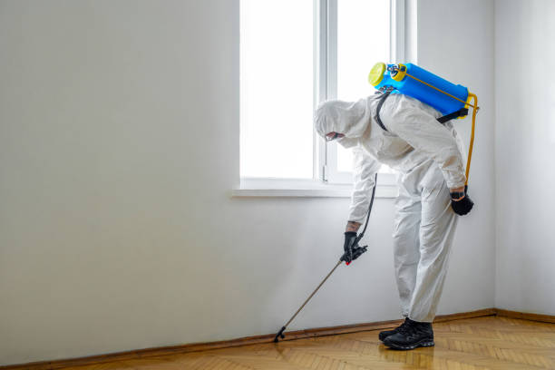 Best Bee and Wasp Removal  in Burbank, IL